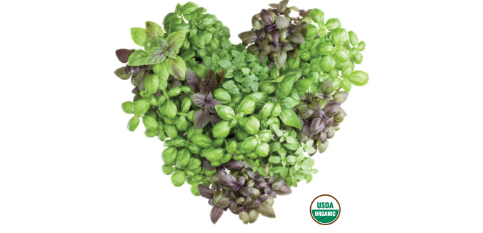 Organic basil in heart shape