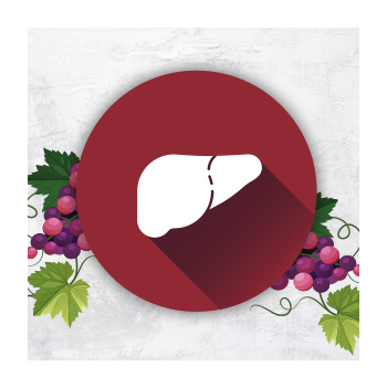 Illustration of a liver