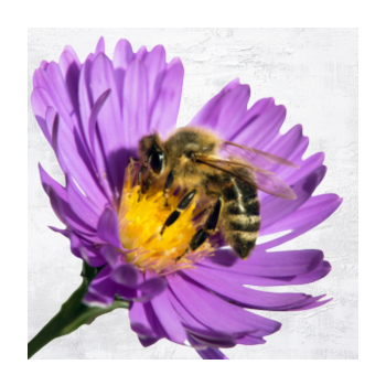 Image of a flower and a bee