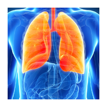 Illustration of lungs