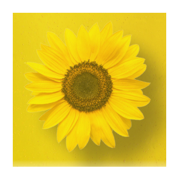Image of sunflower