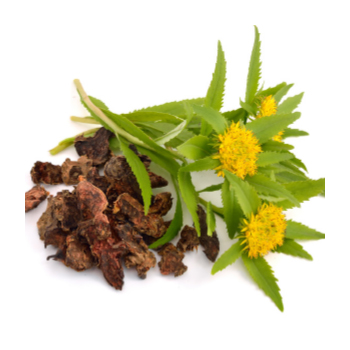 Black Cohosh and Rhodiola Plants