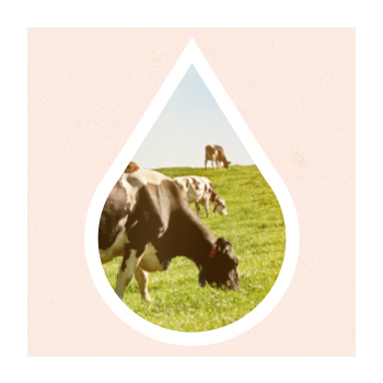 Cows grazing in a field