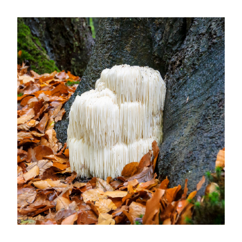 Lion's Mane Mushroom  in the Wild