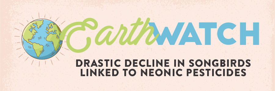 Decline in songbirds linked to neonic pesticides