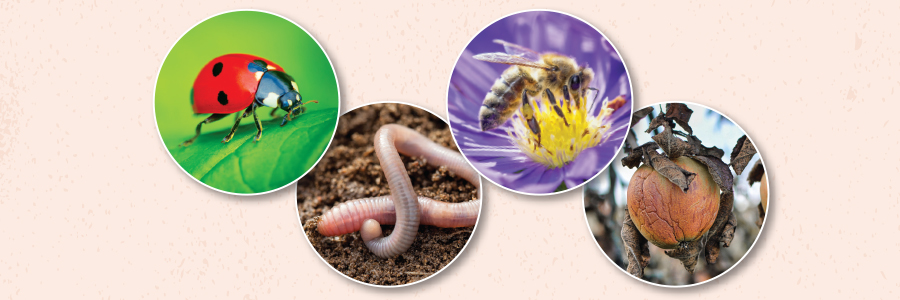 Earth Watch: Glyphosate, The Planet's Most Popular Herbicide, Leaves A Heavy Environmental Footprint