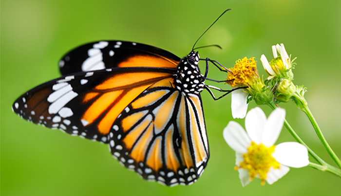 butterfly on flower