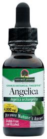 Angelica Root 1 Oz